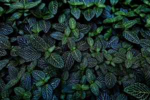 Lush wall of dark green leaves seemingly very healthy.