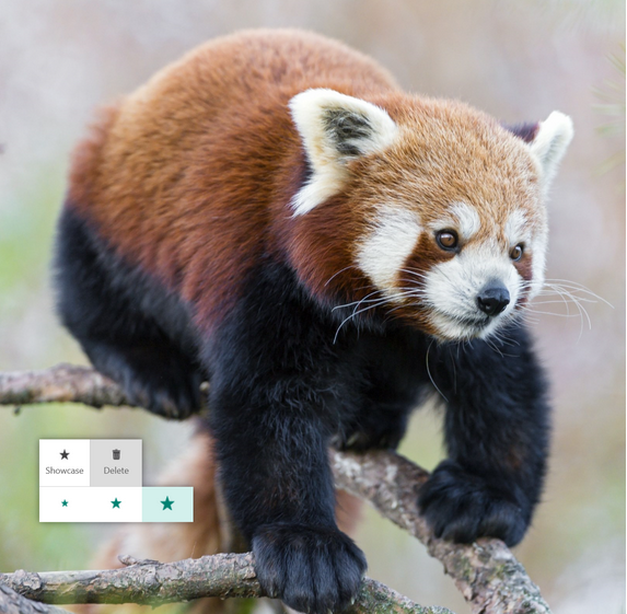 Red Panda