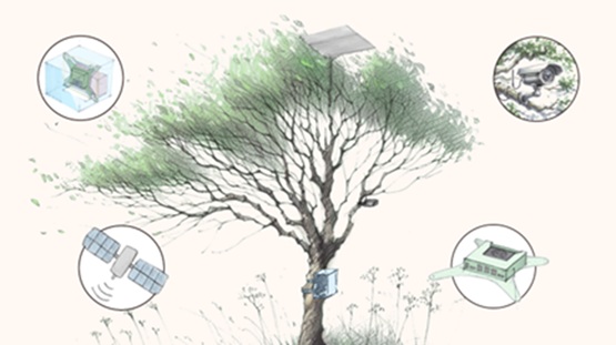 SPARROW project - drawing of an AI tool used for biodiversity monitoring